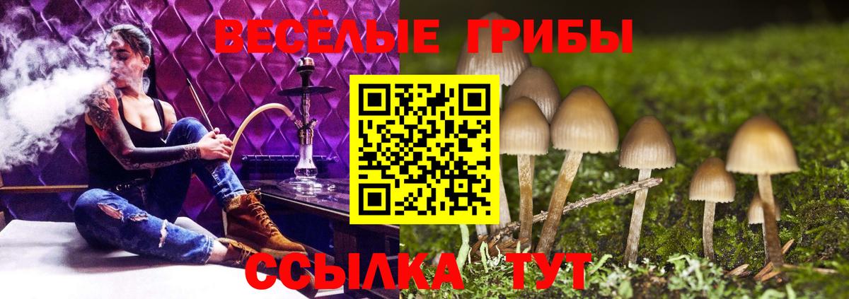 Галлюциногенные грибы Psilocybine cubensis  Вход с VPN  продажа наркотиков  Сунжа 